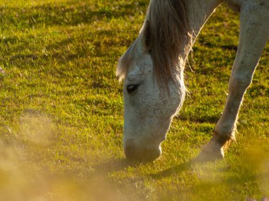 Cabeza de Diego Gomez, Salamanca, İspanya'da otlatma at