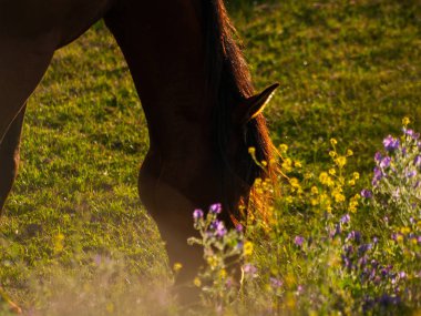 Cabeza de Diego Gomez, Salamanca, İspanya'da otlatma at