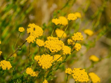 güzel çiçek açan sarı çiçekler, yakın