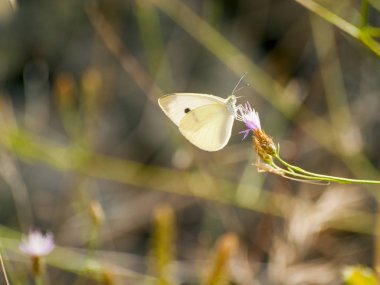 bahar üzerinde bir çiçek pollinating kelebek