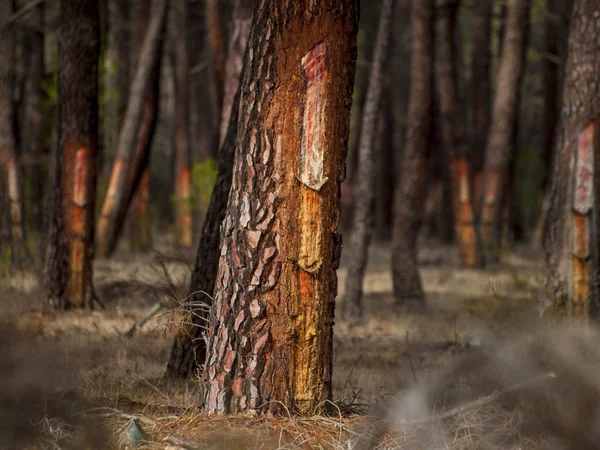 Сосны Лесу Природа — стоковое фото
