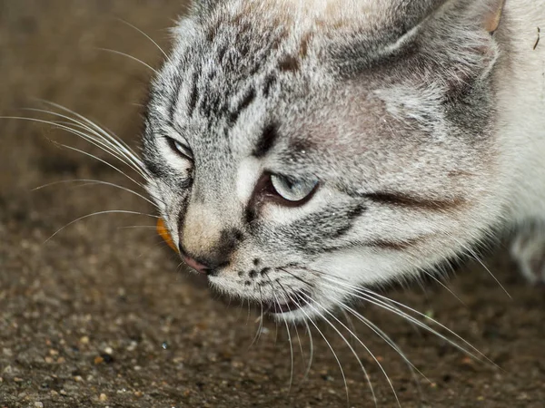 Cena Rural Gato Comendo Uma Fazenda — Fotografia de Stock