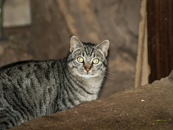 Landelijke Scène Van Een Kat Een Farm — Stockfoto