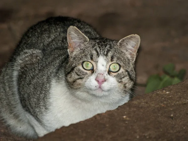 Rural Scene One Cat Farm — Stock Photo, Image