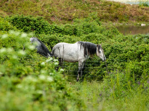 Pferde Auf Einem Bauernhof Auf Dem Land Frühling — Stockfoto