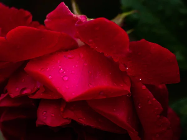 Schöne Rote Rose Garten — Stockfoto