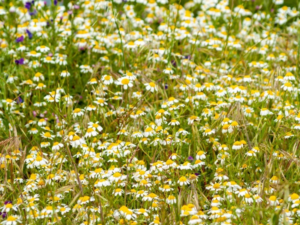 Wildflowers Field Huerta Salamanca Spain — стоковое фото