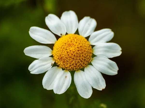 Güzel Yaz Çiçek Papatya Yakın — Stok fotoğraf