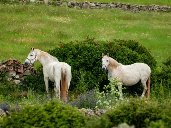 Pferde Auf Einem Bauernhof Auf Dem Land Frühling — Stockfoto