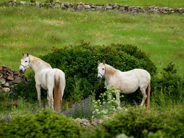 Cavalos Uma Fazenda Campo Primavera — Fotografia de Stock