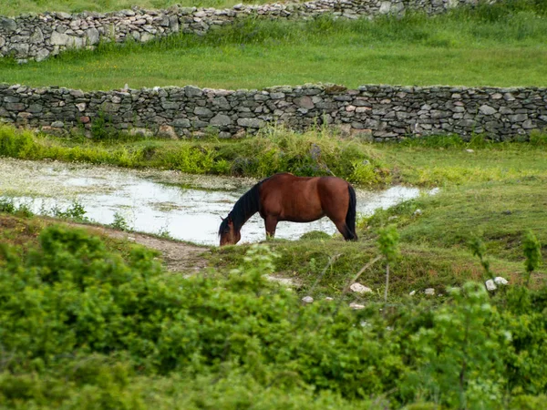 Kůň Farmě Venkově Jarní Době — Stock fotografie