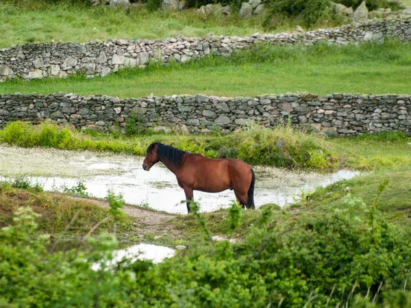 Pferd Auf Einem Bauernhof Auf Dem Land Frühling — Stockfoto