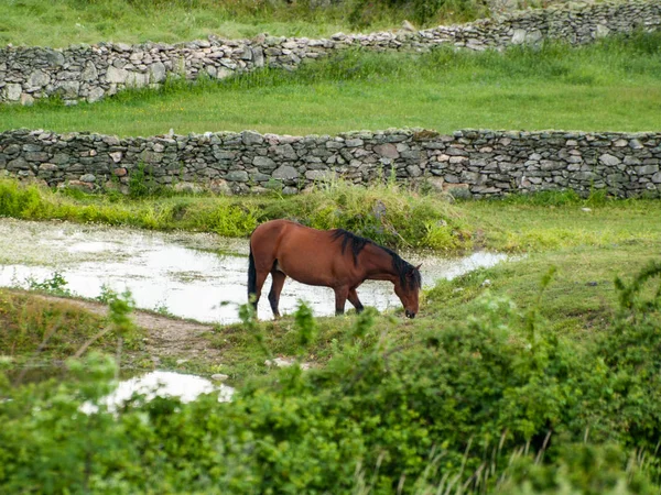 Pferd Auf Einem Bauernhof Auf Dem Land Frühling — Stockfoto