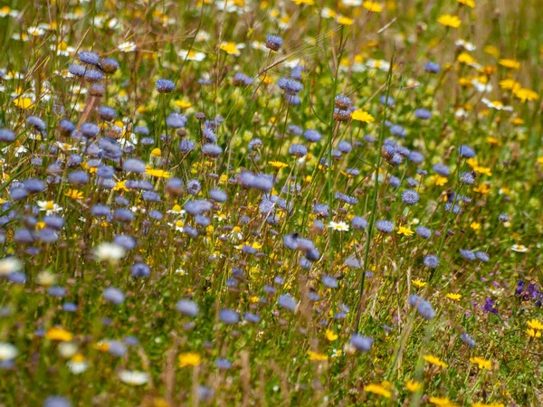 Wildblumen Auf Dem Feld Huerta Salamanca Spanien — Stockfoto