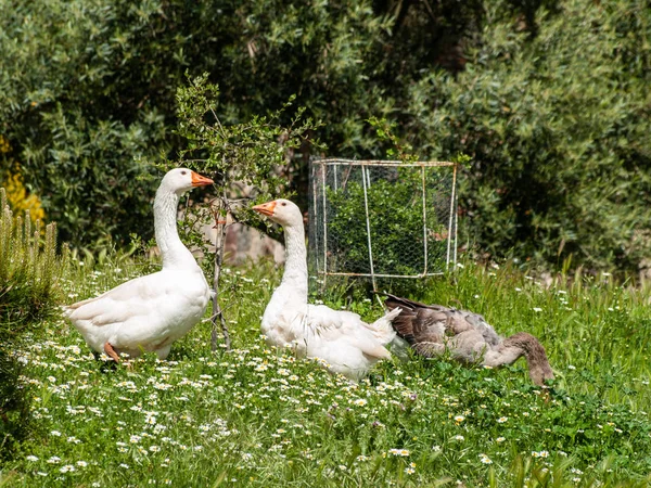 Geese Farm Salamanca Spain — Stock Photo, Image