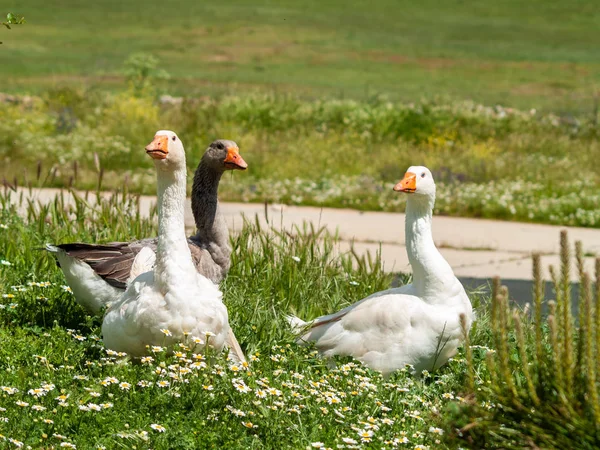 Geese Farm Salamanca Spain — Stock Photo, Image