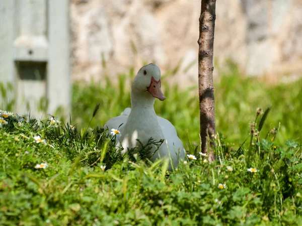 Yakın Yukarı Kırsal Yerli Kaz — Stok fotoğraf