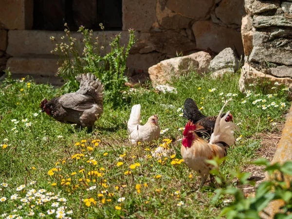 Hühner Auf Einem Bauernhof Frühling — Stockfoto