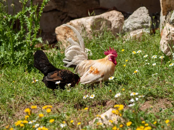 Tavukları Bahar Bir Çiftlikte — Stok fotoğraf