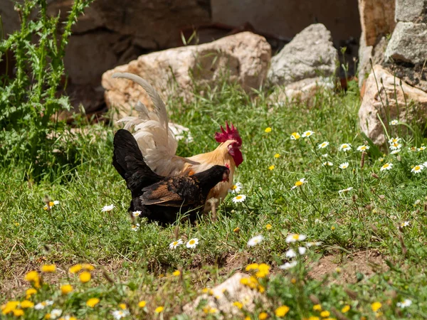 Hühner Auf Einem Bauernhof Frühling — Stockfoto