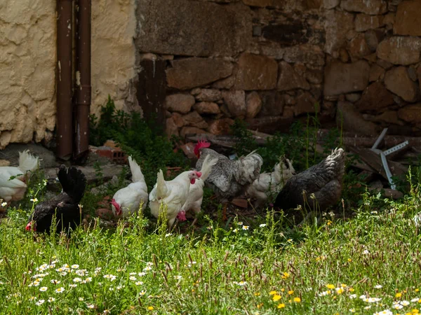 Hühner Auf Einem Bauernhof Frühling — Stockfoto