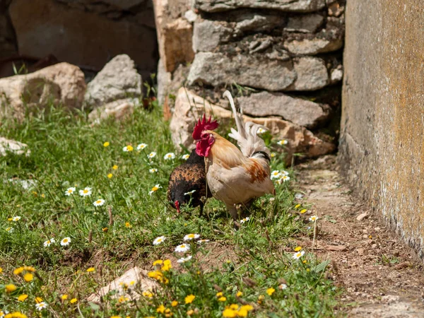 Tavukları Bahar Bir Çiftlikte — Stok fotoğraf