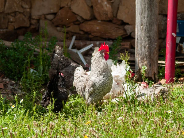 Hühner Auf Einem Bauernhof Frühling — Stockfoto