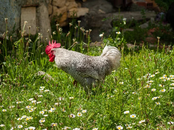 Hahn Weidet Gras Auf Dem Land — Stockfoto