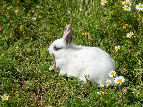 cute fluffy rabbit on lawn with flowers