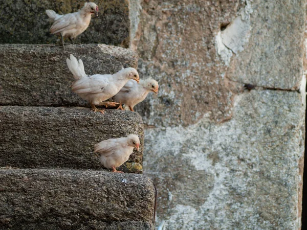 Hühner Auf Einem Bauernhof Frühling — Stockfoto