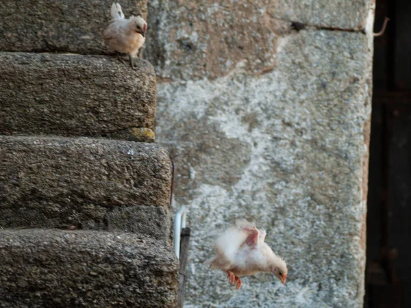 Entzückendes Kleines Huhn Auf Stufen — Stockfoto