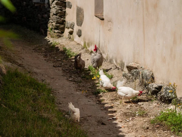 Tavukları Bahar Bir Çiftlikte — Stok fotoğraf