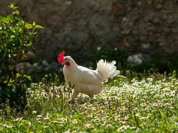 Salamanca, Ispanya çiftlikte horoz