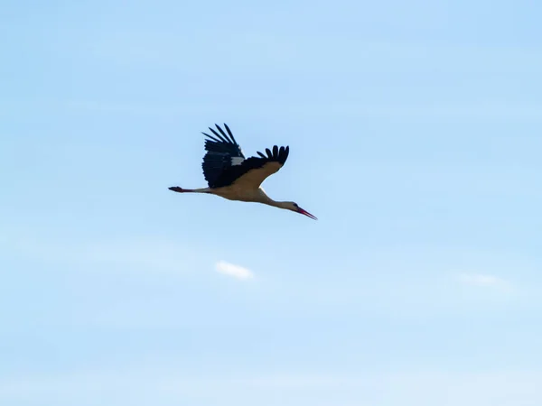 Crane flying in sky, Spain