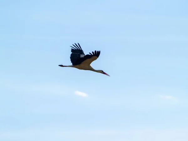 Crane Repülő Sky Spanyolország — Stock Fotó