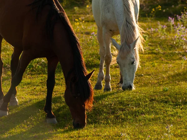 Cabeza de Diego Gomez, Salamanca, İspanya'da otlayan atlar