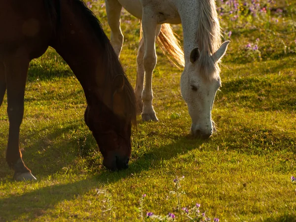 Pferde Weiden Cabeza Diego Gomez Salamanca Spanien — Stockfoto