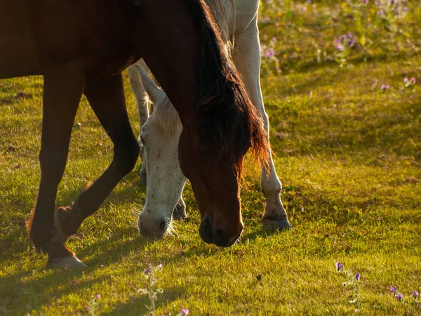 Pâturage Chevaux San Diego Gomez Salamanque Espagne — Photo