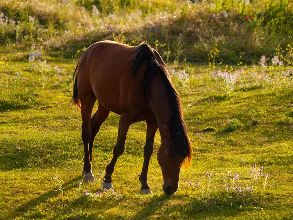 Pferdeweide Cabeza Diego Gomez Salamanca Spanien — Stockfoto