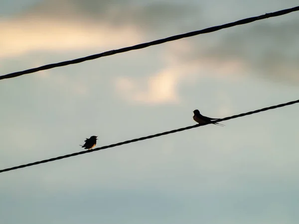 Pássaros Estão Sentados Fio — Fotografia de Stock