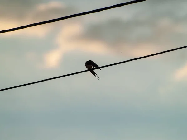 Aves Encaramadas Cerca Vida Silvestre — Foto de Stock