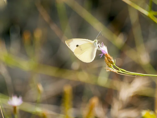 春の花を受粉蝶 — ストック写真