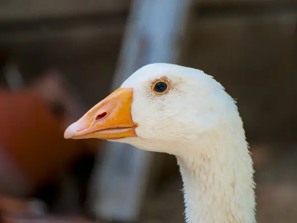 Närbild Chef För White Goose — Stockfoto