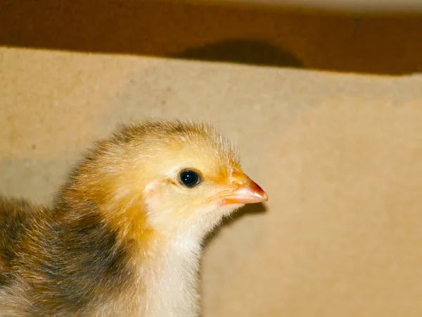 Mullido Amarillo Chick Primer Plano — Foto de Stock