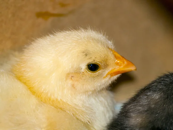 Mullido Amarillo Chick Primer Plano — Foto de Stock