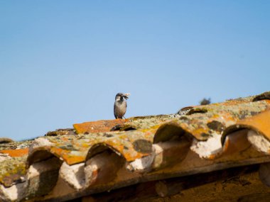  kuş perching, yakın çekim, vahşi hayat 