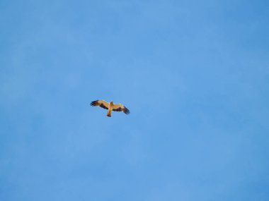 mavi gökyüzünde kanatlar yayan kuş