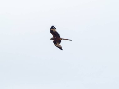 mavi gökyüzünde kanatlar yayan kuş