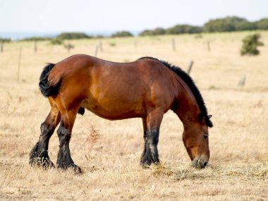 bahar kırsalında bir çiftlikte atlar