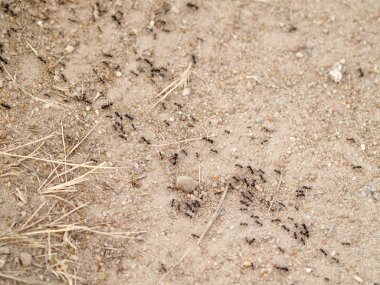 Yerdeki karıncalar, yaklaşın.